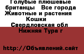 Голубые плюшевые британцы - Все города Животные и растения » Кошки   . Свердловская обл.,Нижняя Тура г.